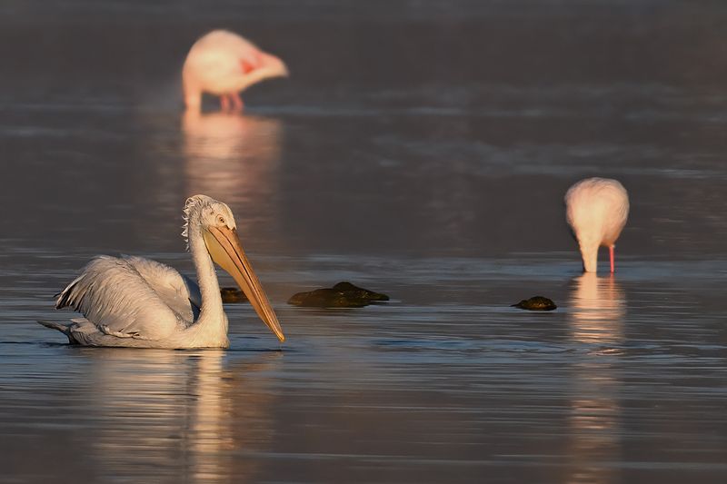 Dalmatian pelican (Pelecanus crispus)