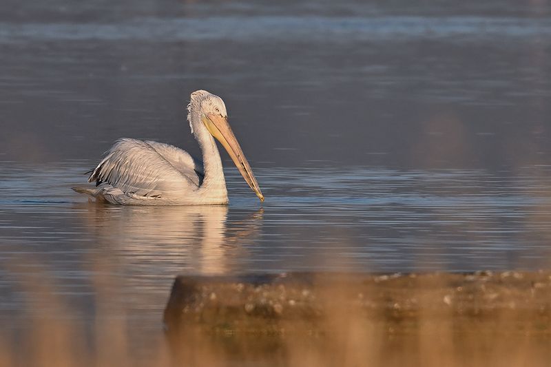 Dalmatian pelican (Pelecanus crispus)