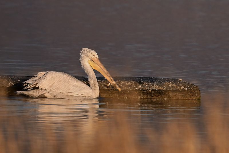 Dalmatian pelican (Pelecanus crispus)