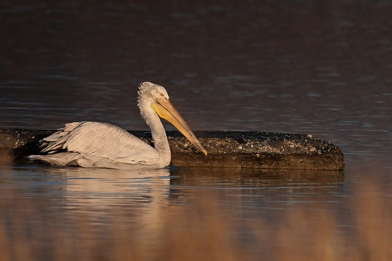 Dalmatian pelican (Pelecanus crispus)	