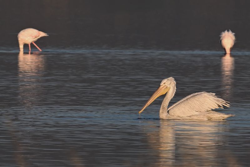 Dalmatian pelican (Pelecanus crispus)