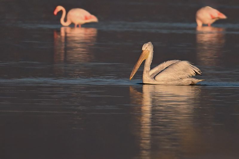 Dalmatian pelican (Pelecanus crispus)