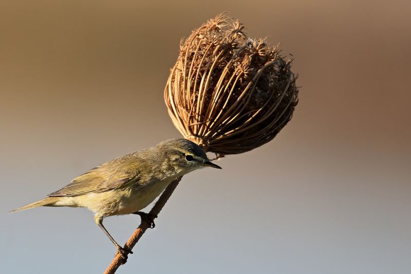 Willow Warbler ( Phylloscopus trochilus)