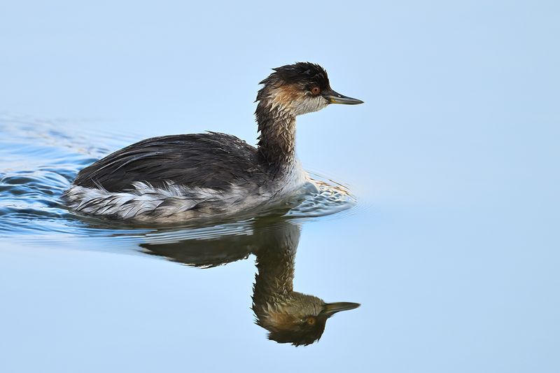 Black-necked Grebe (Podiceps nigricollis)