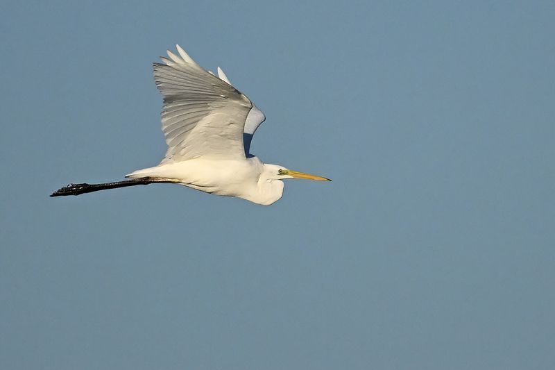 Great Egret (Ardea alba)