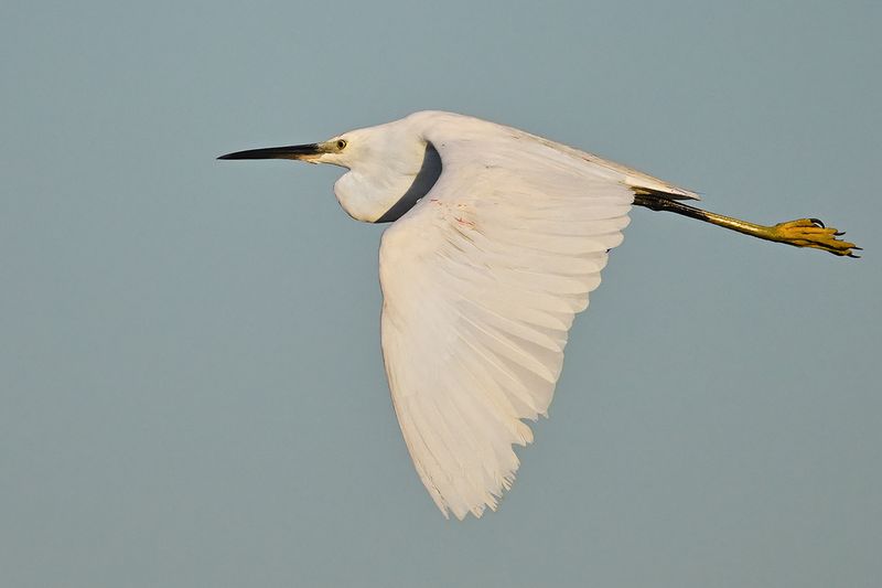 Little Egret (Egreta garzetta)