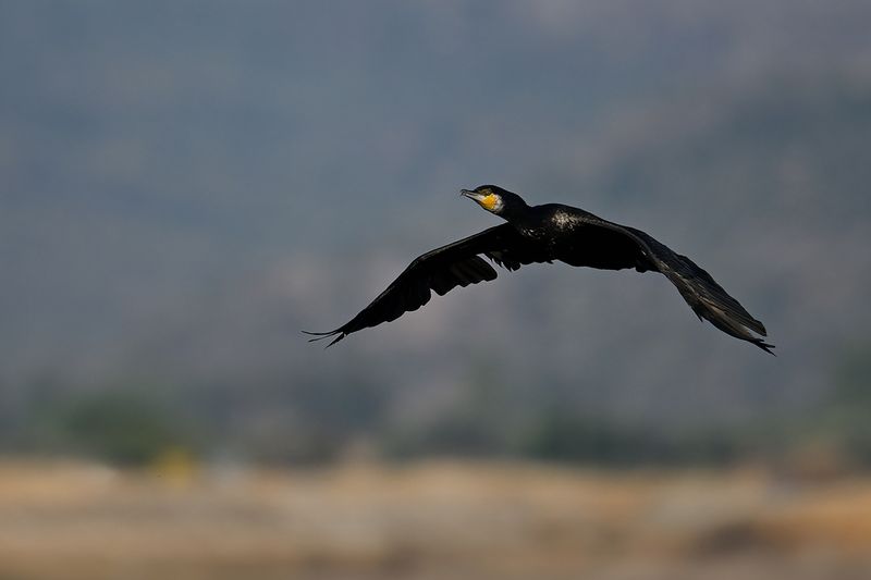 Great Cormorant (Phalacrocorax carbo)