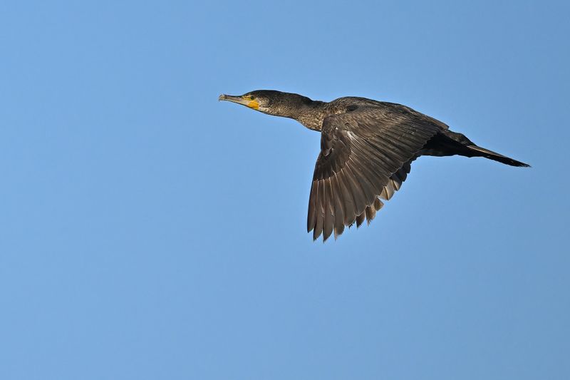 Great Cormorant (Phalacrocorax carbo)