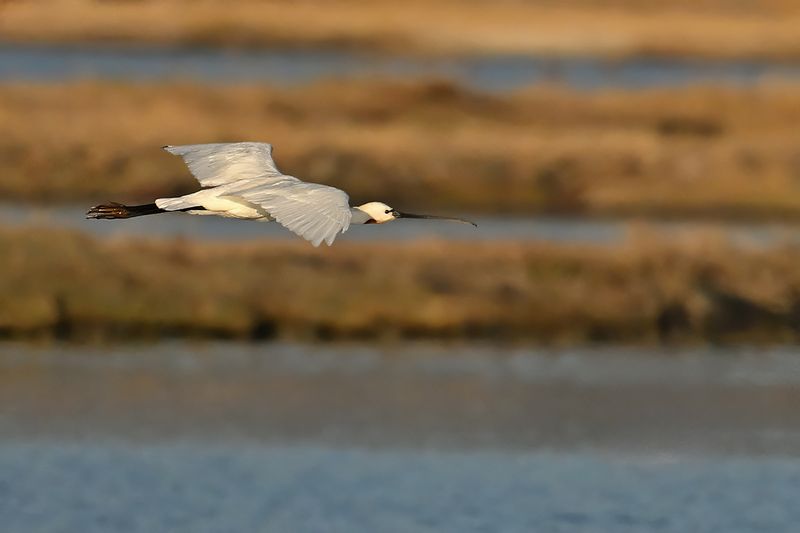 Eurasian Spoonbill (Platalea leucorodia)