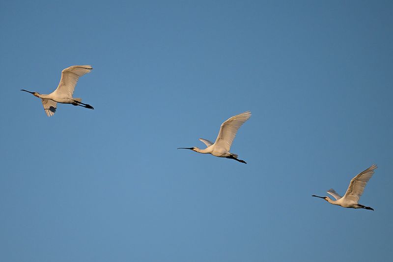 Eurasian Spoonbill (Platalea leucorodia)