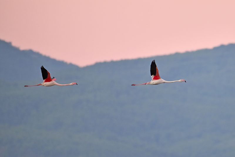 Flamingo (Phoenicopterus roseus)