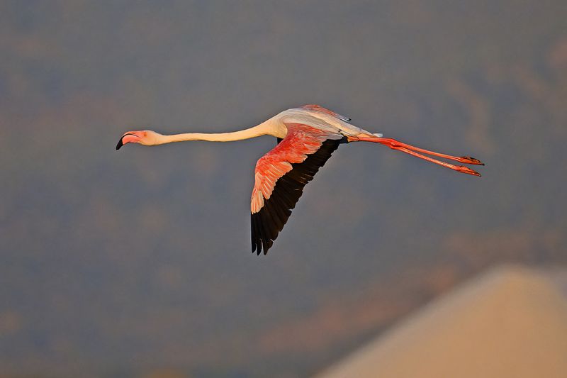 Flamingo (Phoenicopterus roseus)