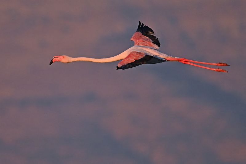 Flamingo (Phoenicopterus roseus)