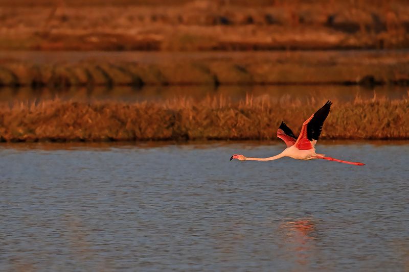 Flamingo (Phoenicopterus roseus)