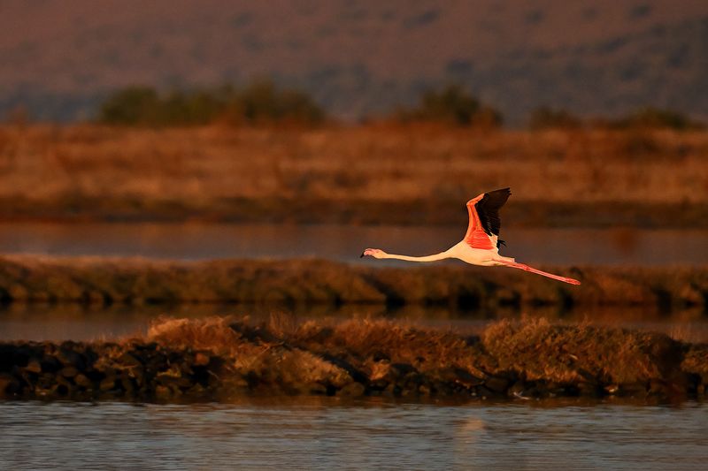 Flamingo (Phoenicopterus roseus)