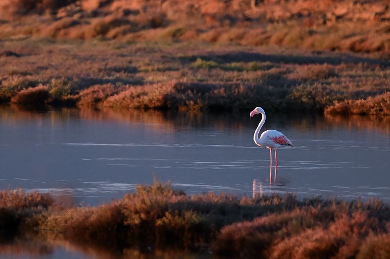 Flamingo (Phoenicopterus roseus)