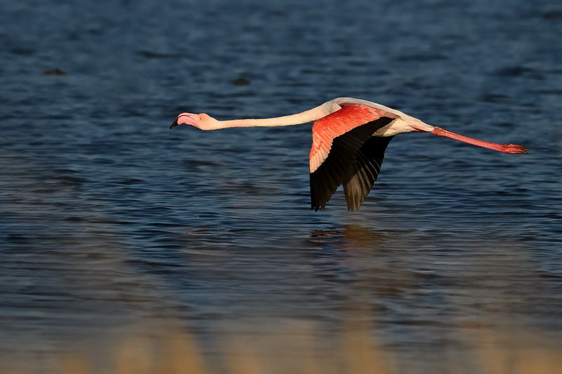 Flamingo (Phoenicopterus roseus)