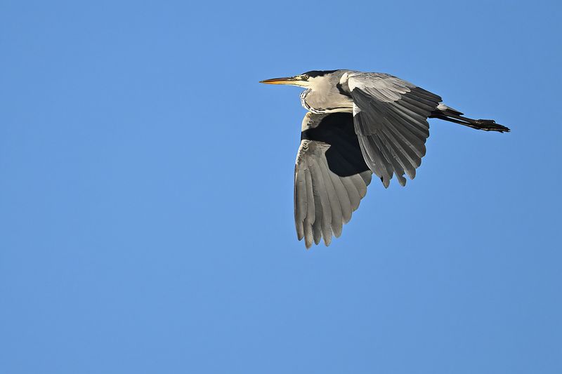Grey Heron (Ardea cinerea)