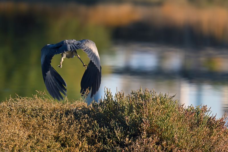 Grey Heron (Ardea cinerea)