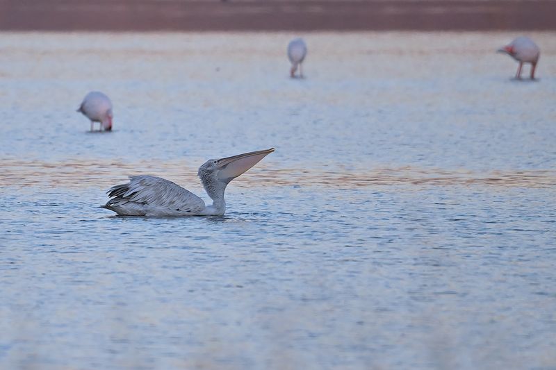 Dalmatian pelican (Pelecanus crispus)
