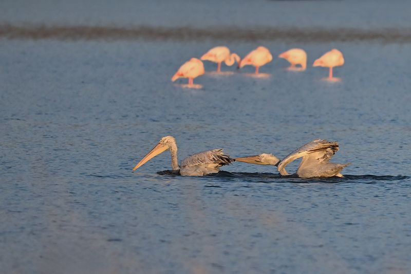 Dalmatian pelican (Pelecanus crispus)