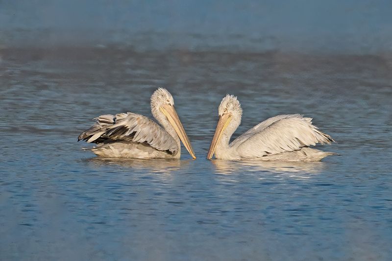 Dalmatian pelican (Pelecanus crispus)