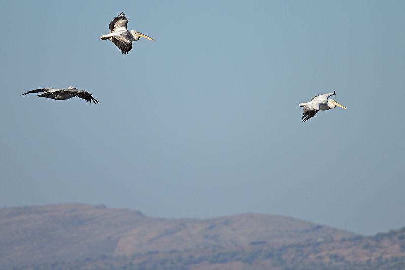 Dalmatian pelican (Pelecanus crispus)