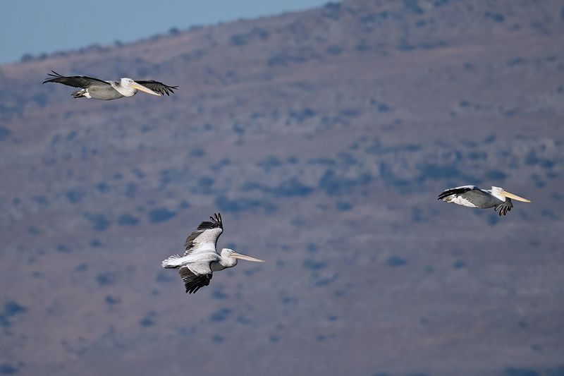 Dalmatian pelican (Pelecanus crispus)
