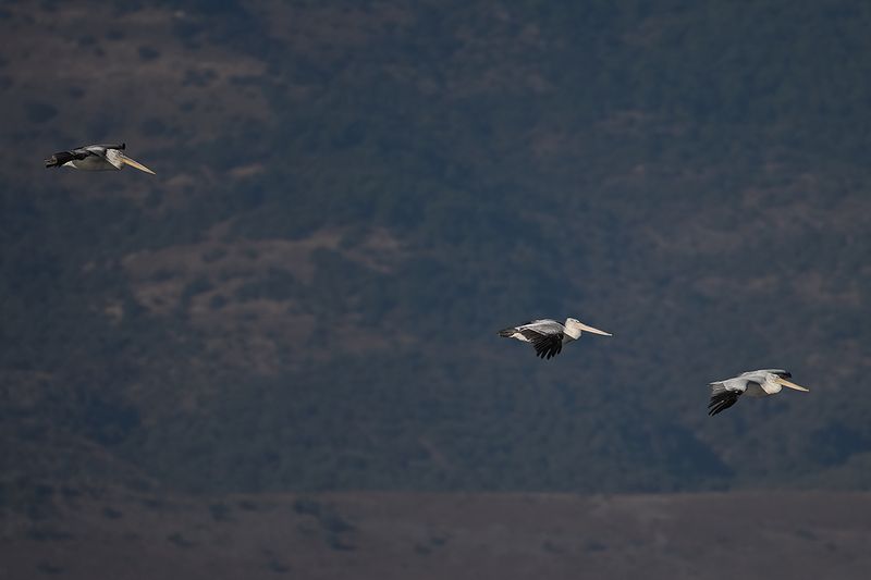 Dalmatian pelican (Pelecanus crispus)