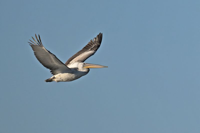 Dalmatian pelican (Pelecanus crispus)