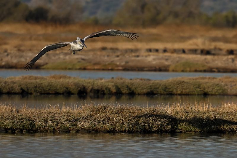 Dalmatian pelican (Pelecanus crispus)
