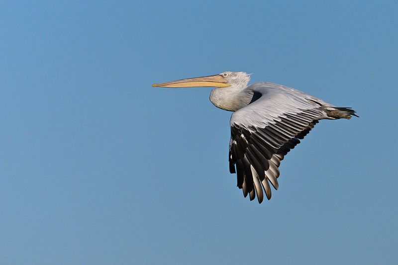 Dalmatian pelican (Pelecanus crispus)