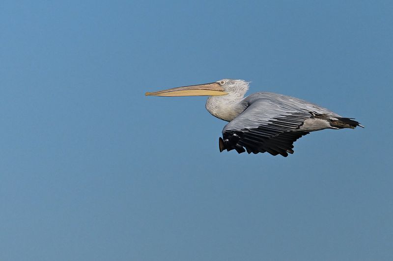 Dalmatian pelican (Pelecanus crispus)