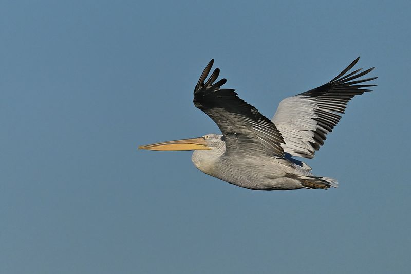 Dalmatian pelican (Pelecanus crispus)