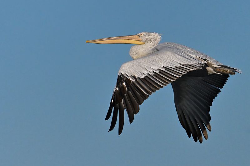 Dalmatian pelican (Pelecanus crispus)