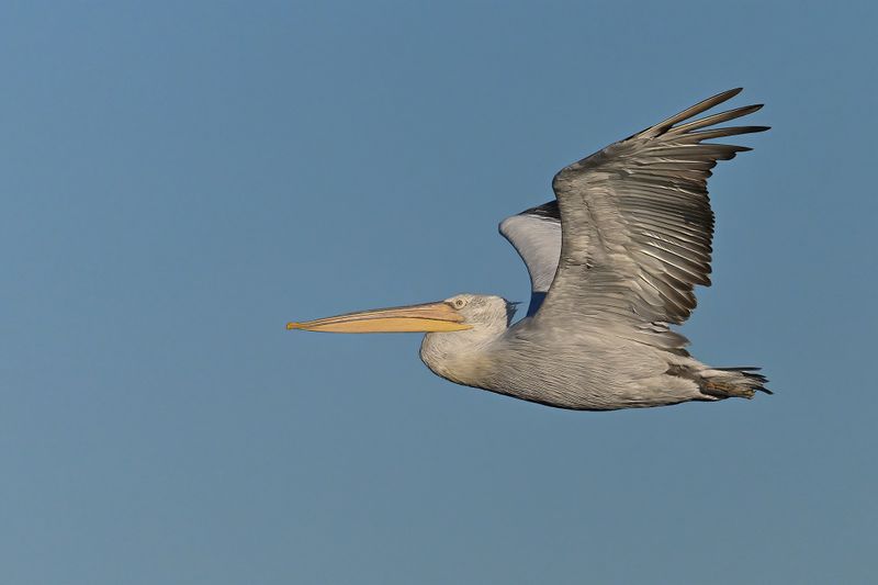 Dalmatian pelican (Pelecanus crispus)