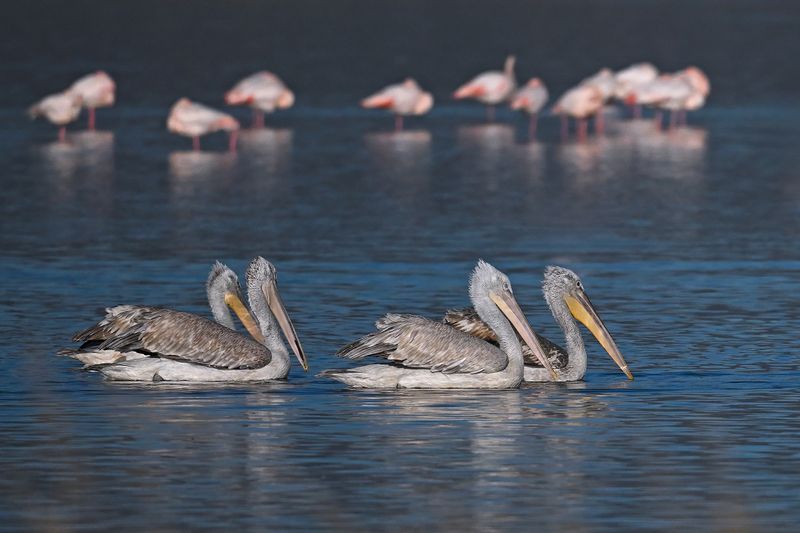 Dalmatian pelican (Pelecanus crispus)