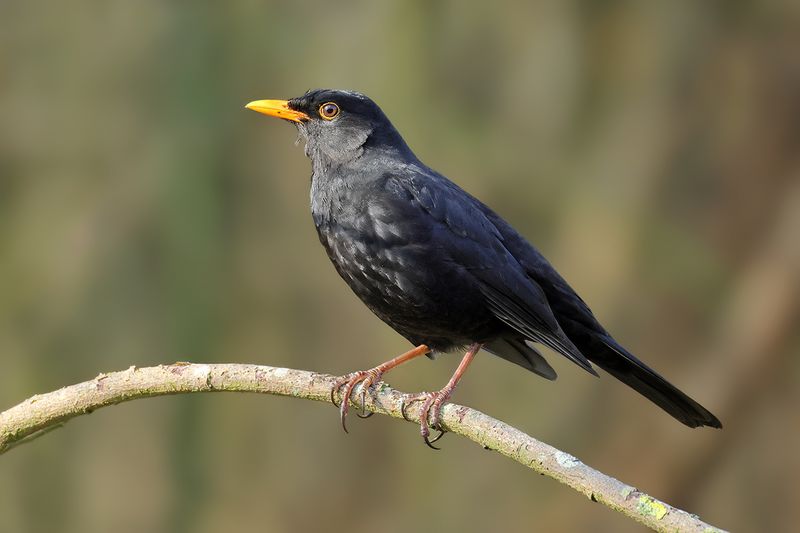 Common Blackbird (Turdus merula)	