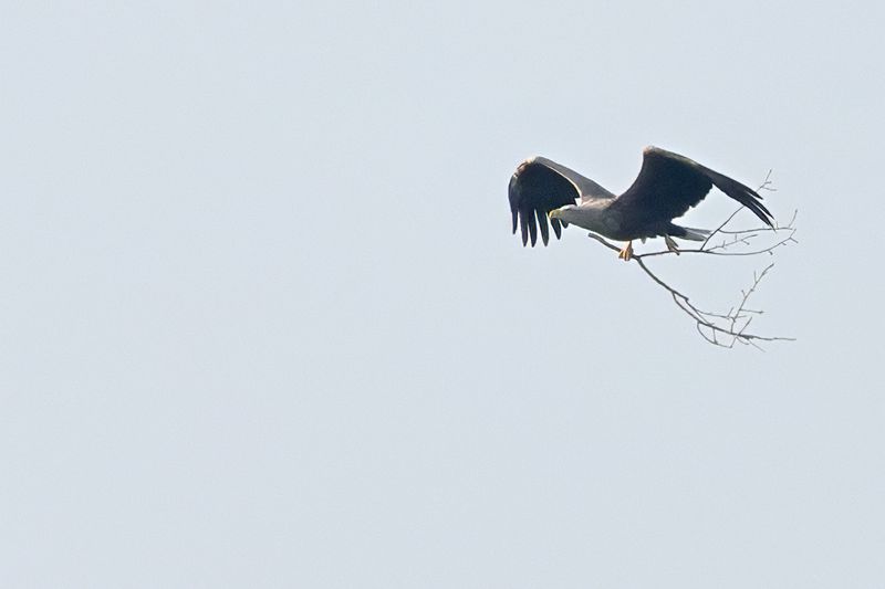 White-tailed eagle (Haliaeetus albicilla)