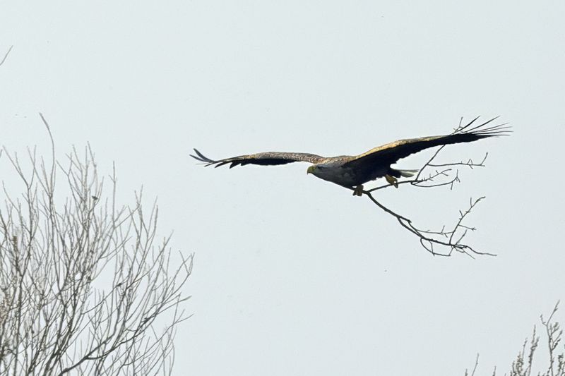 White-tailed eagle (Haliaeetus albicilla)