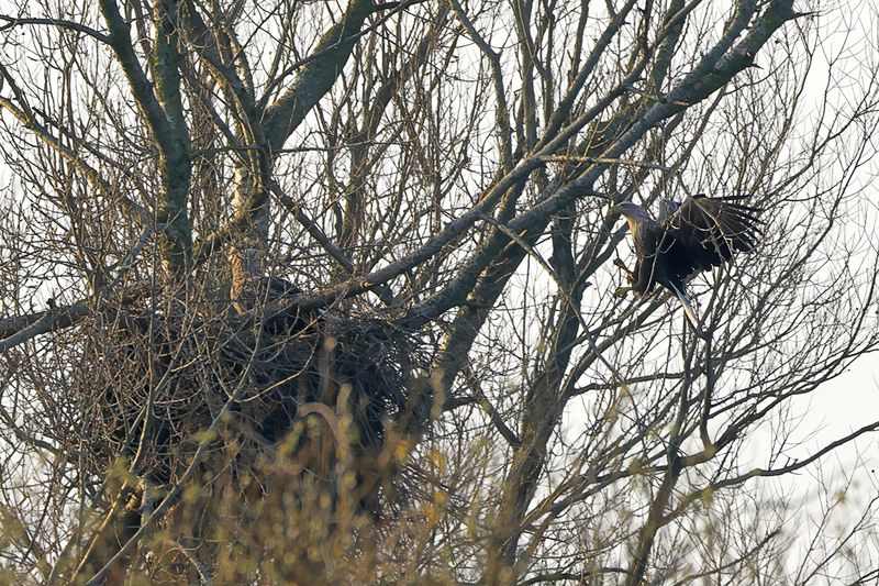 White-tailed eagle (Haliaeetus albicilla)