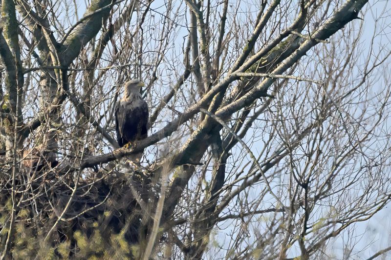 White-tailed eagle (Haliaeetus albicilla)