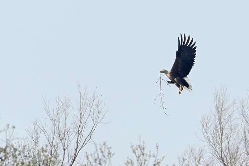 White-tailed eagle (Haliaeetus albicilla)