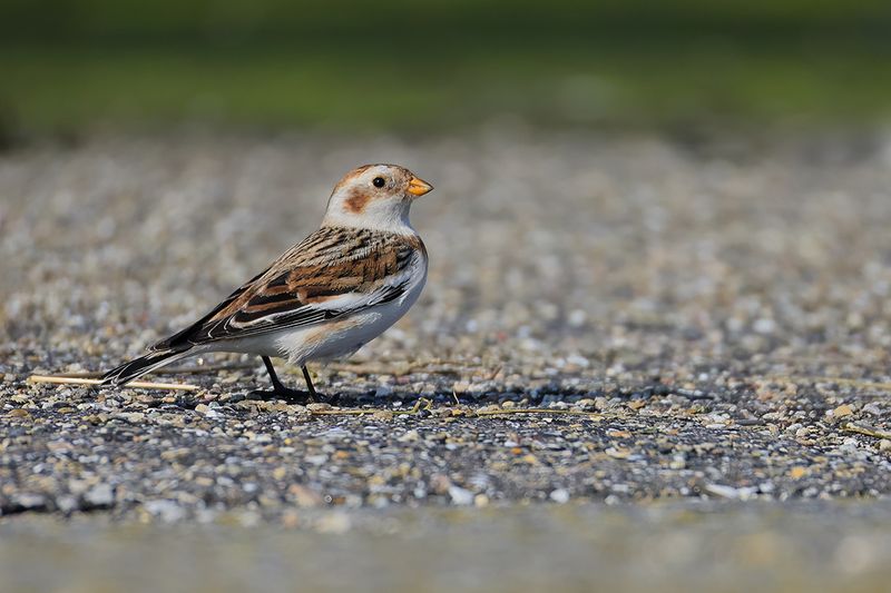 Snow Bunting (Plectrophenax nivalis) 