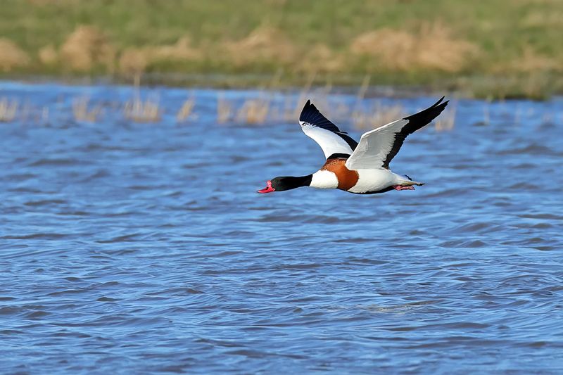 Common Shelduck (Tadorna tadorna)