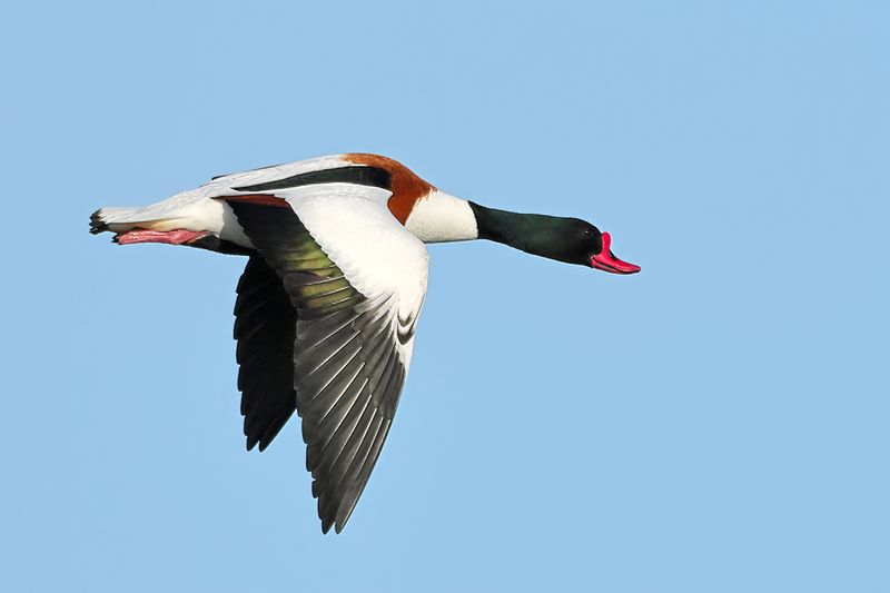 Common Shelduck (Tadorna tadorna)