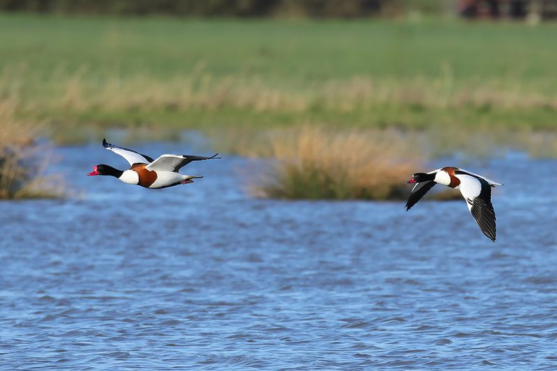 Common Shelduck (Tadorna tadorna)