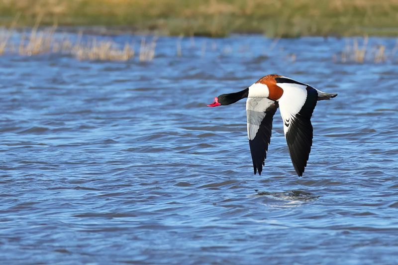 Common Shelduck (Tadorna tadorna)