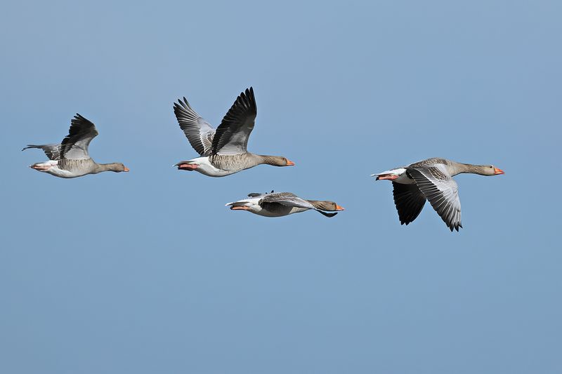 Greylag Goose (Anser anser)