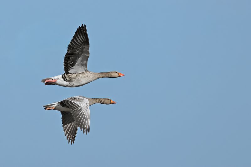 Greylag Goose (Anser anser)